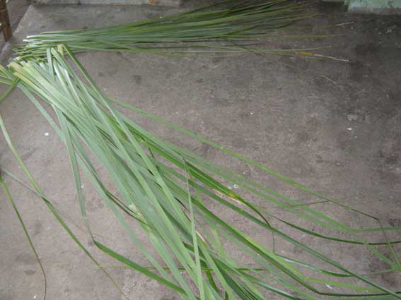 Tressage du vacoa, artisanat de la R&eacute;union