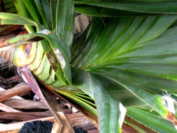 Feuilles de pandanus utilis, vacoa, &icirc;le de la r&eacute;union