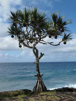 Pandanus utilis, vacoa, &agrave; Saint Philippe, dans le sud sauvage de l'&icirc;le de la R&eacute;union