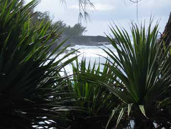 vacoa &agrave; Saint Philippe dans le sud sauvage de l'&icirc;le de la R&eacute;union