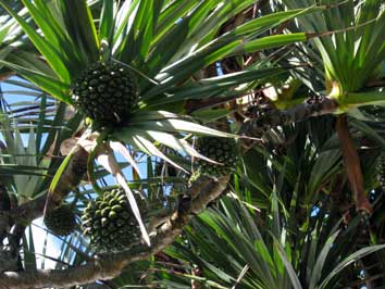 pinpin, fruit du vacoa, pandanus utilis, saint philippe
