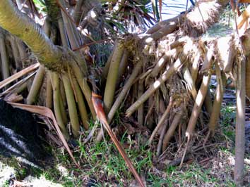 racines de pandanus utilis, vacoa, &icirc;le de la r&eacute;union