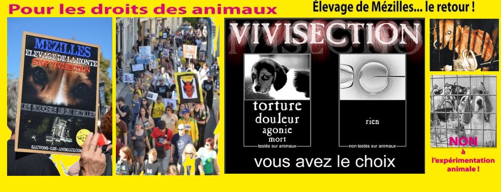 Mézilles élevage de la honte